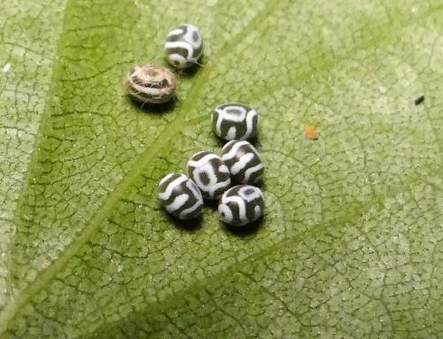 Réf. 254 717 : Phyllodesma tremulifolia